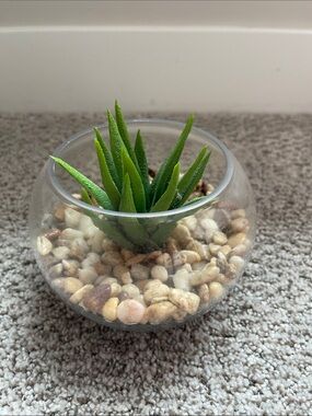 Threshold Green Faux Succulent in Clear Glass Bowl with Pebble Base
